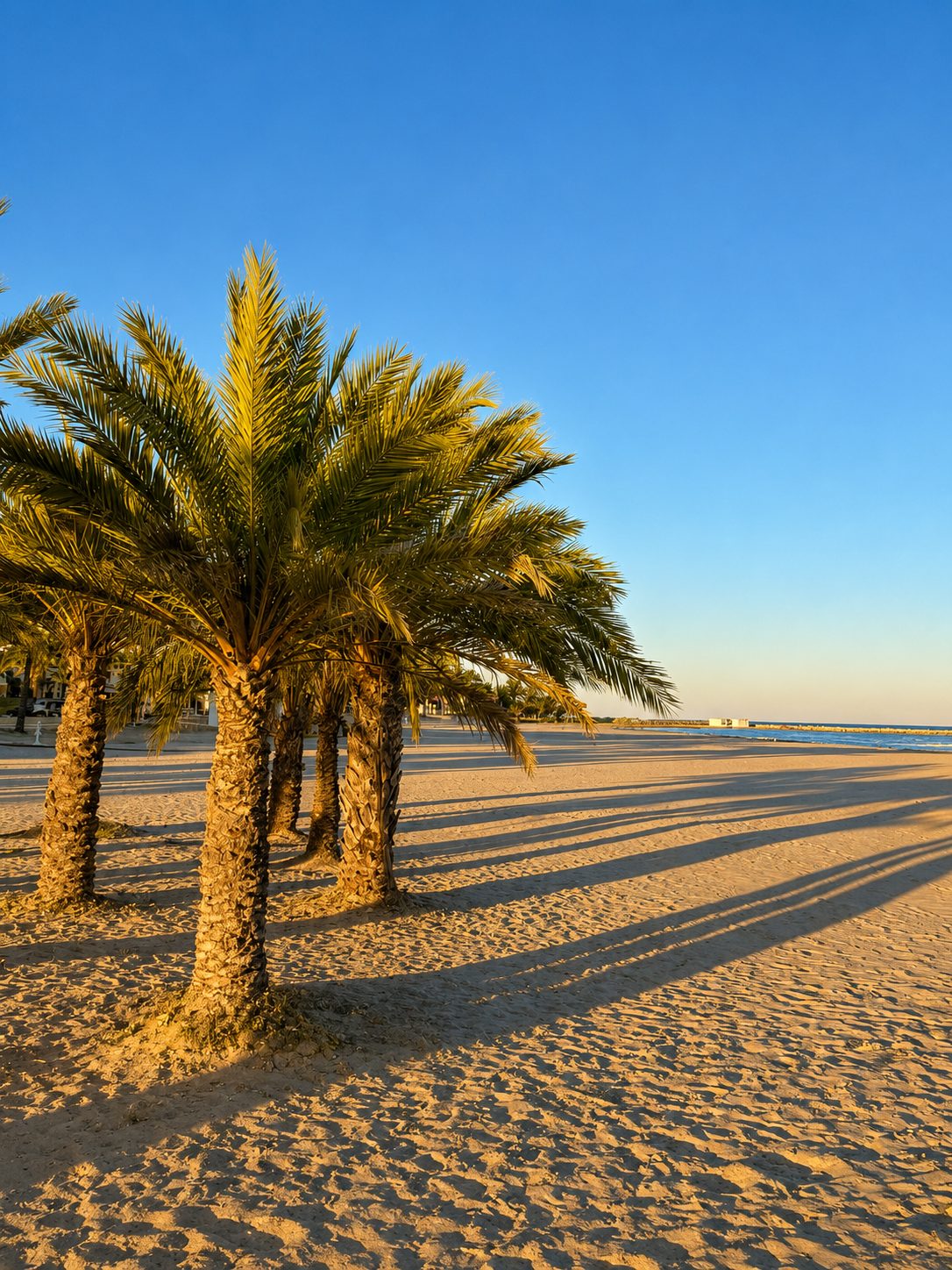 Palms on Varadero Beach at sunset