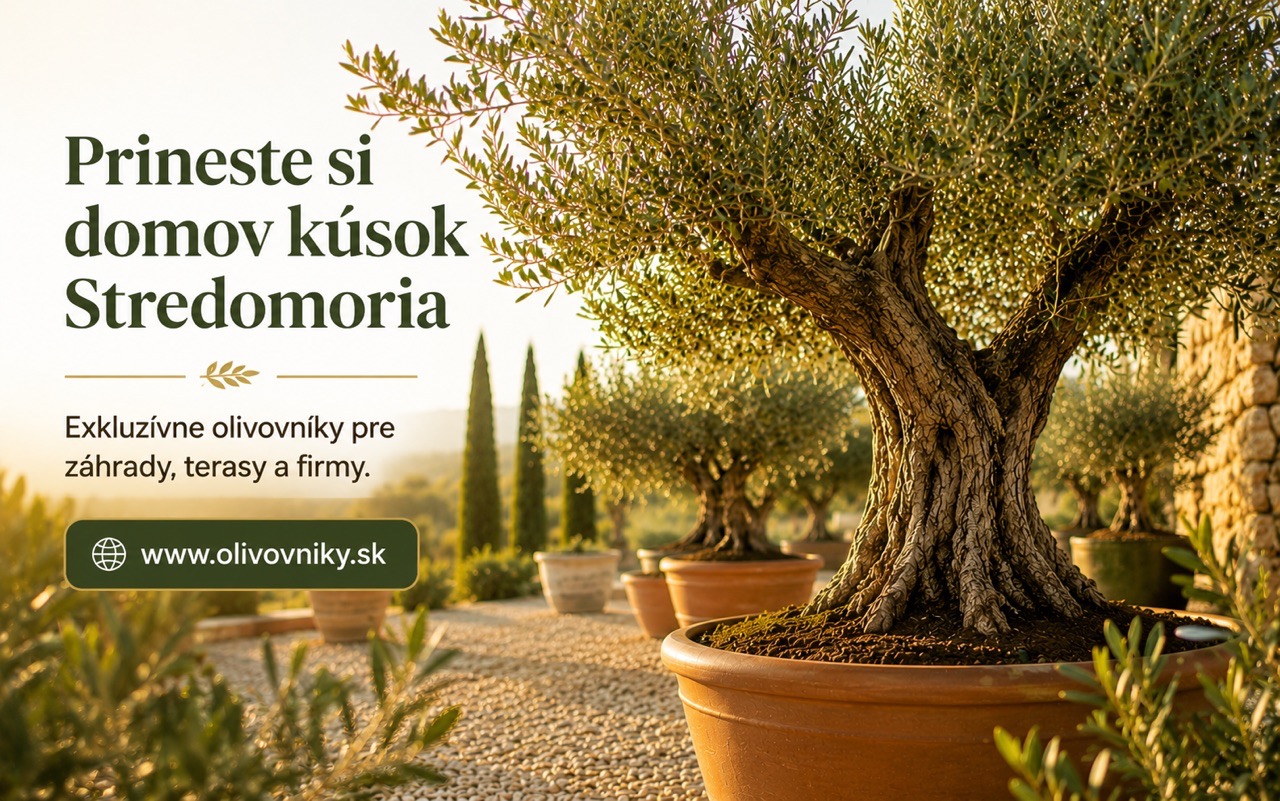 Olive trees, palms and Mediterranean plants – Olivovniky.sk