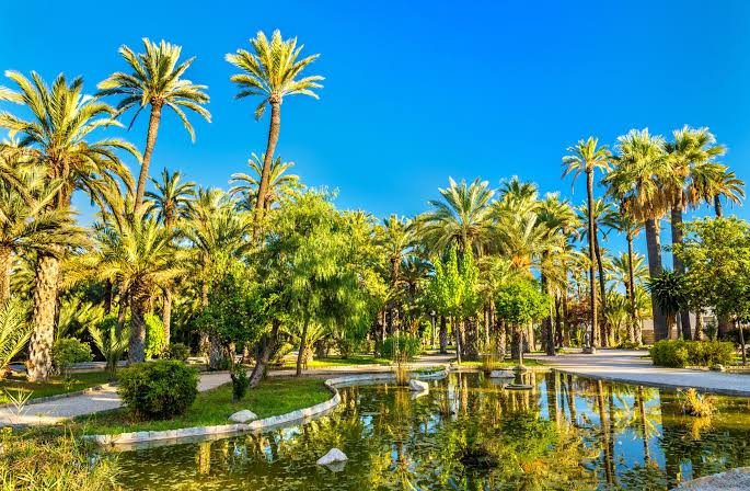 Elche and its palm grove